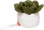 Schmoozies® Evergreenies® Sukkulente – image 4