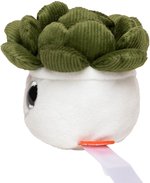 Schmoozies® Evergreenies® Sukkulente – Bild 5