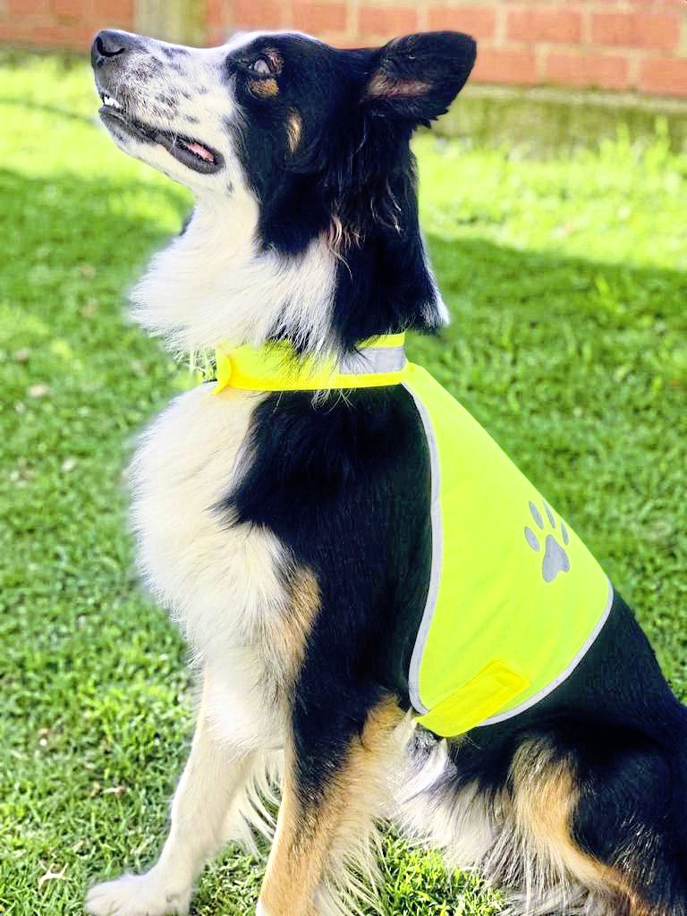Stretchy Sicherheitsweste für Hunde Buenos Aires